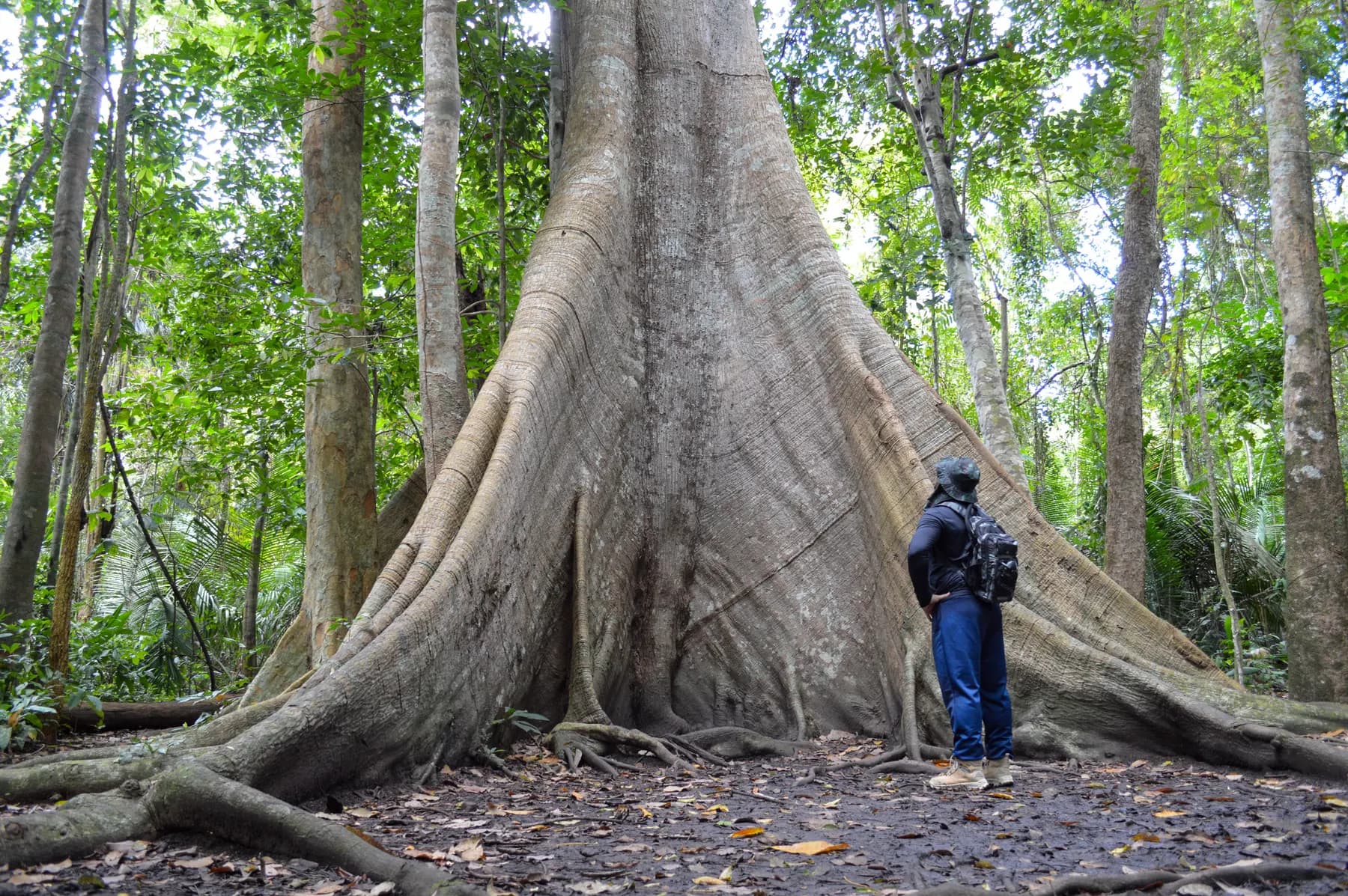 Trilha do Piquiá em Jamaraquá