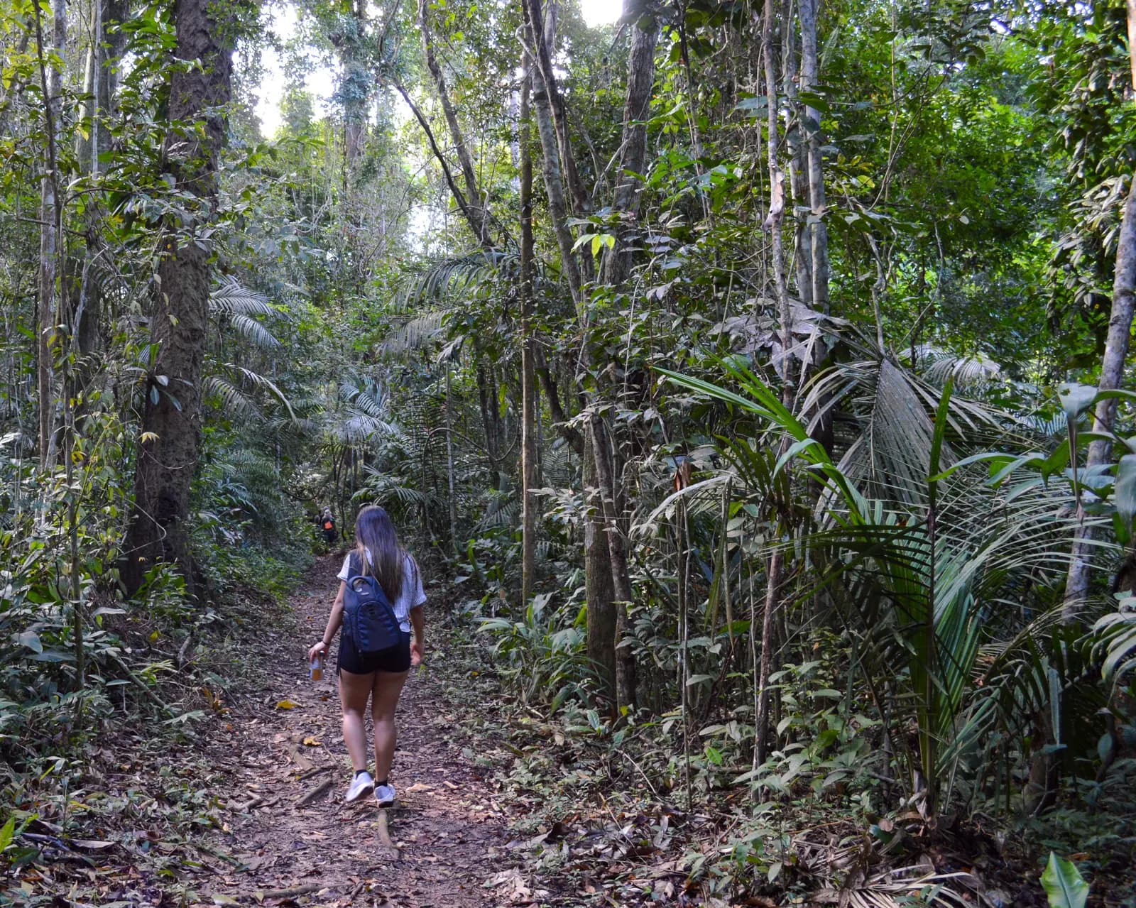 Visitante caminhando por trilha em mata fechada na Flona do Tapajós